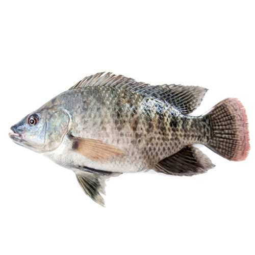 福壽魚配送